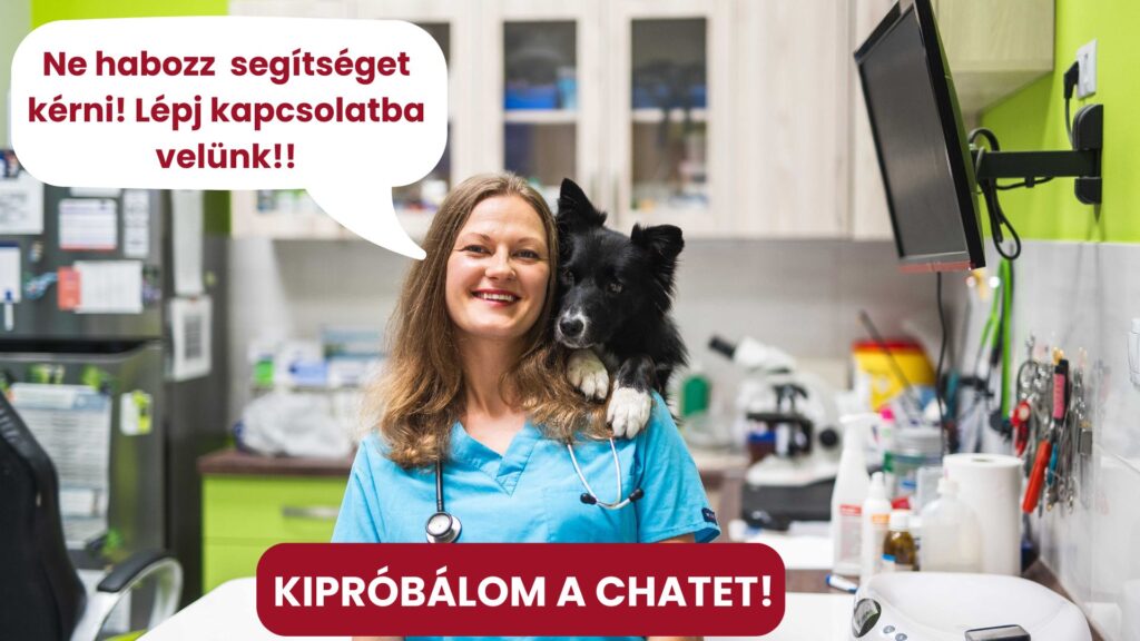 Kutya hasmenés kezelése - állatorvosi chat segítségével